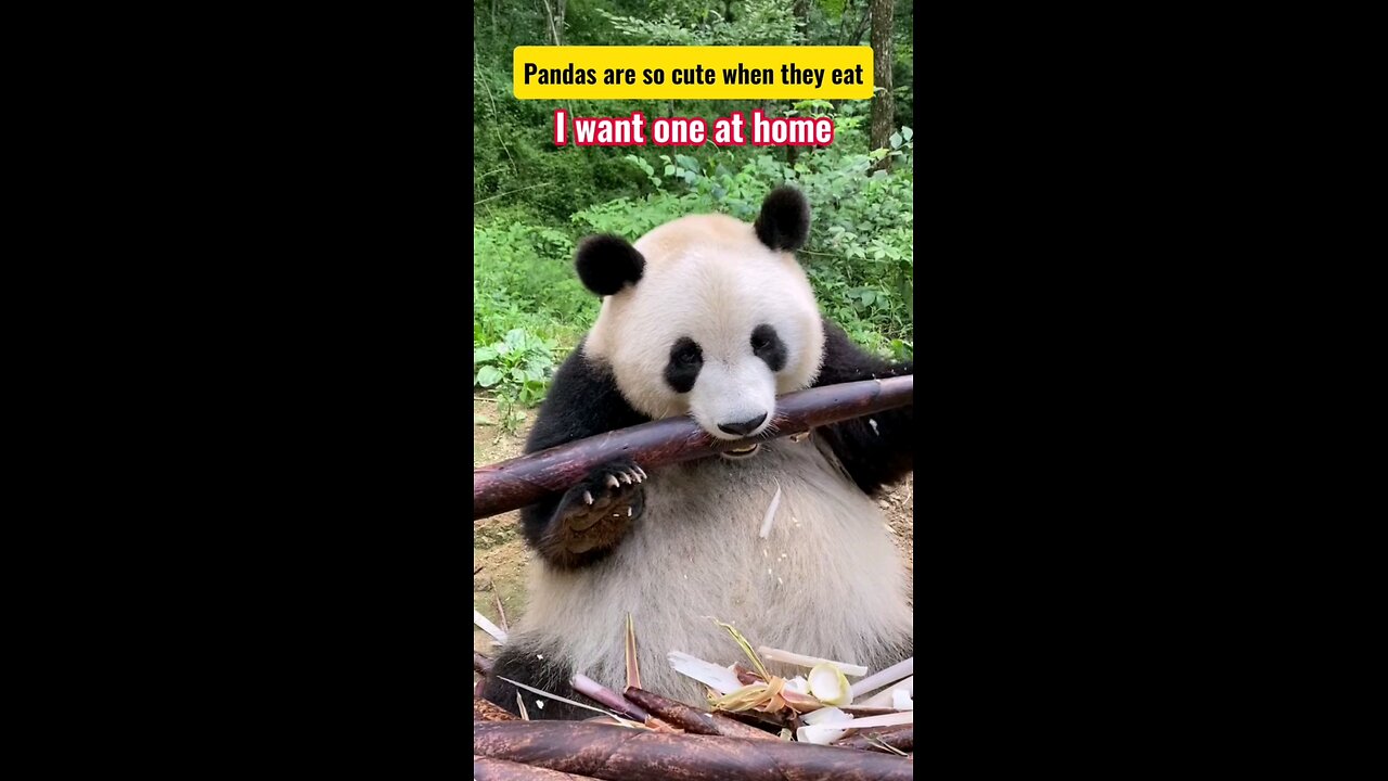 Watching pandas eat bamboo is really cute