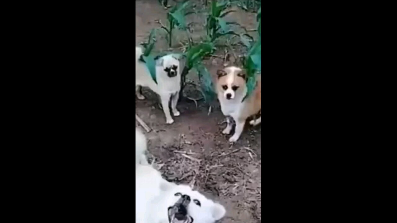 Funny 😁 DOGS video