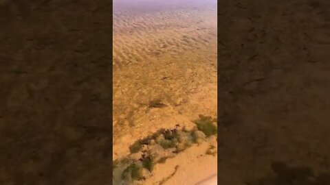 Little fish at the beach