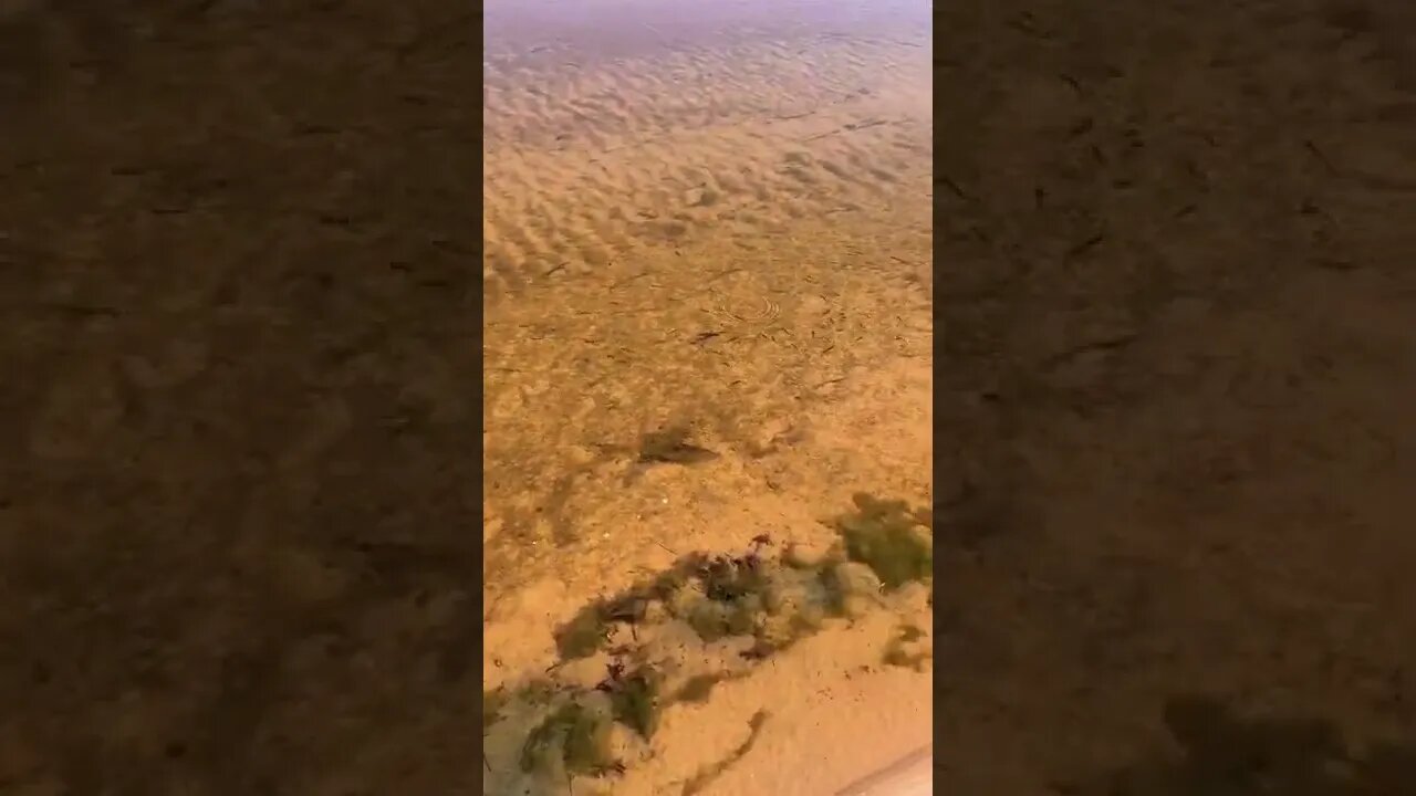 Little fish at the beach