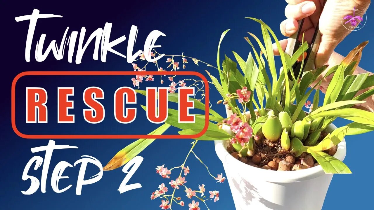 ONCIDIUM TWINKLE RESCUE - Next Step | Miniature Oncidium with tight growths 👍🏼 #Easy