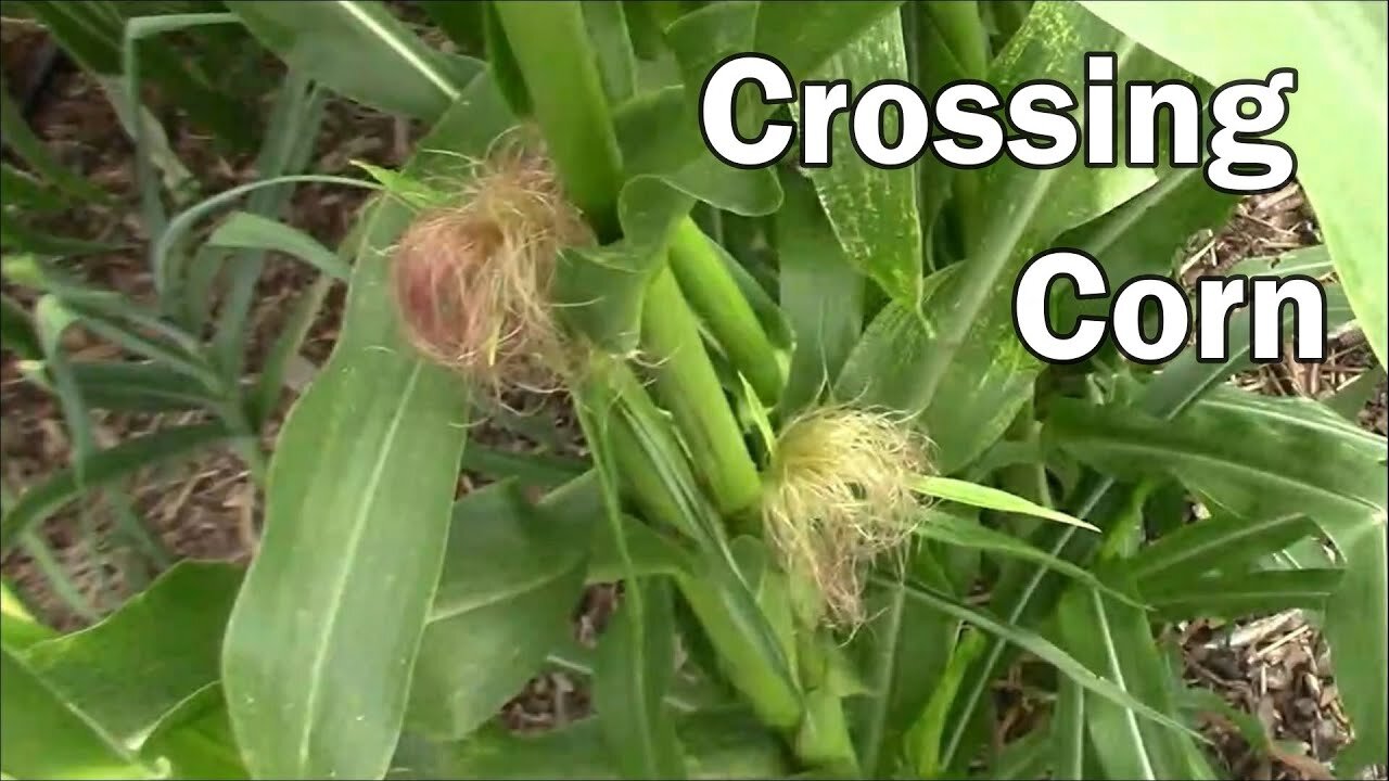 How To Grow Two Types Of Corn Together And Only Cross One Type