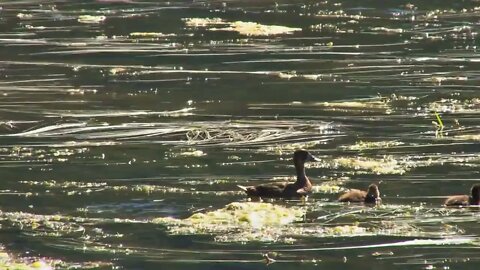 Diving Ducklings
