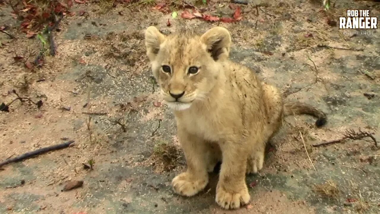 Lioness And Cubs With One Mapogo Lion | Archive Footage