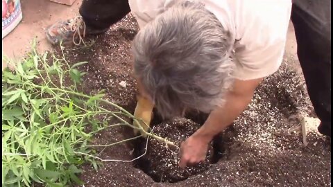 Moving Cannabis Plants into Greenhouse