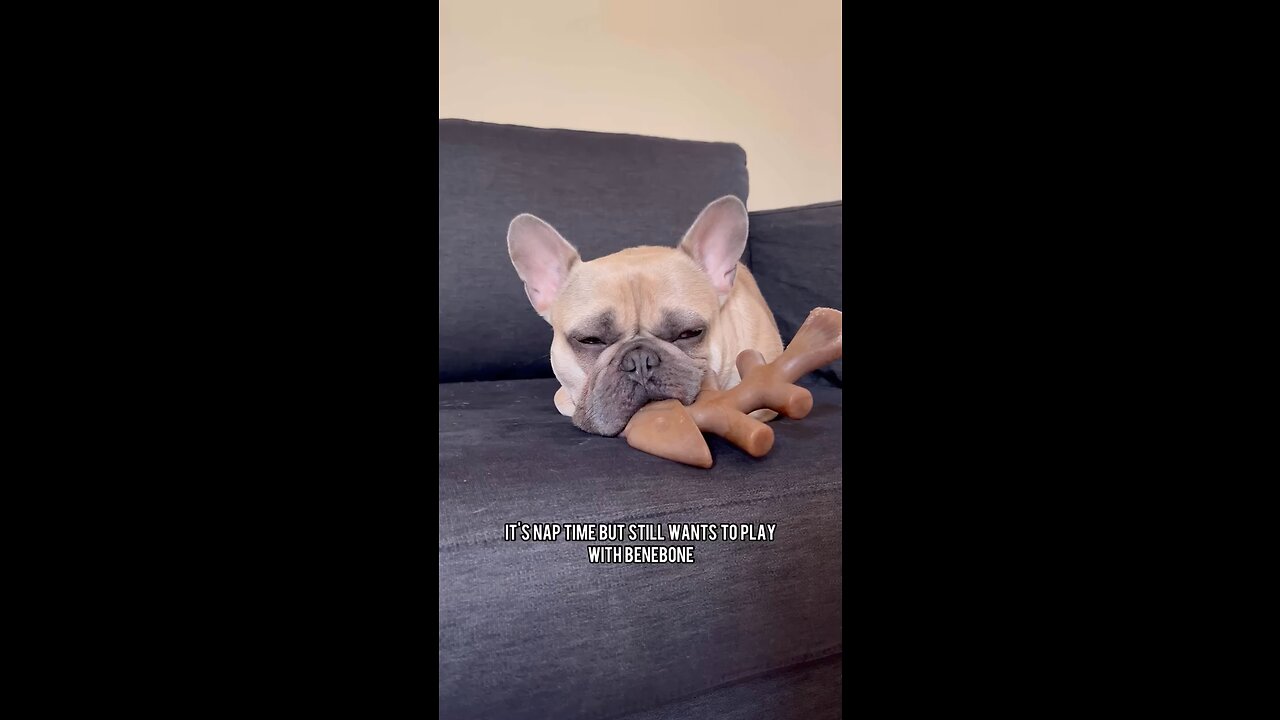 Nap Time With Favorite Benebone Dog Chew Toy | Mochi The French Bulldog