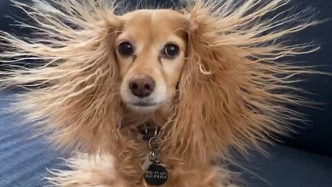 Funny animal videos try not to laugh_Part 1