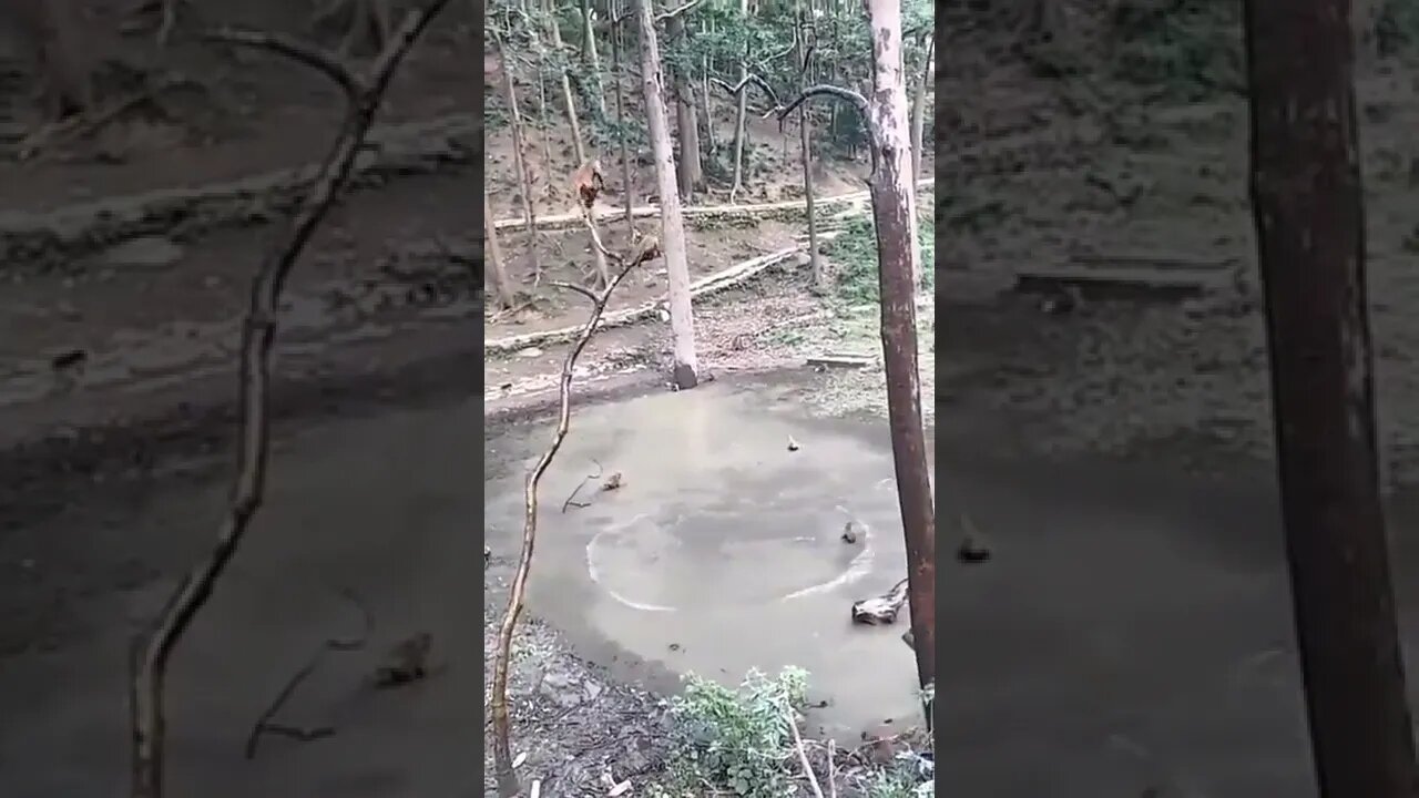 Monkeys having a diving competition