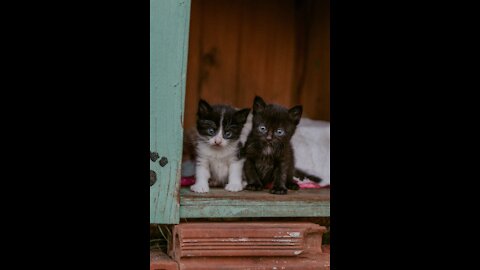 Funny three cute little cats playing with toy bait. which one is cutest??