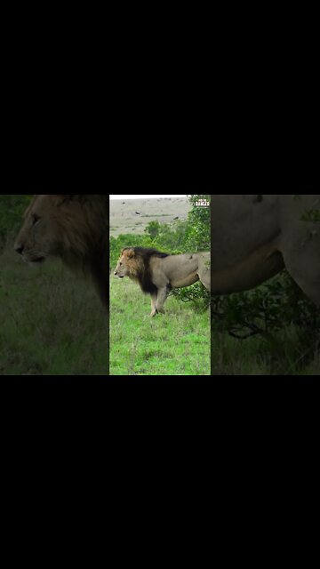 Male Lions Chase Their Son With A Roar | Saturday #shorts