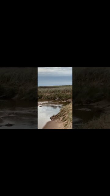 A beaver returning to home at a beach