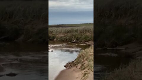 A beaver returning to home at a beach