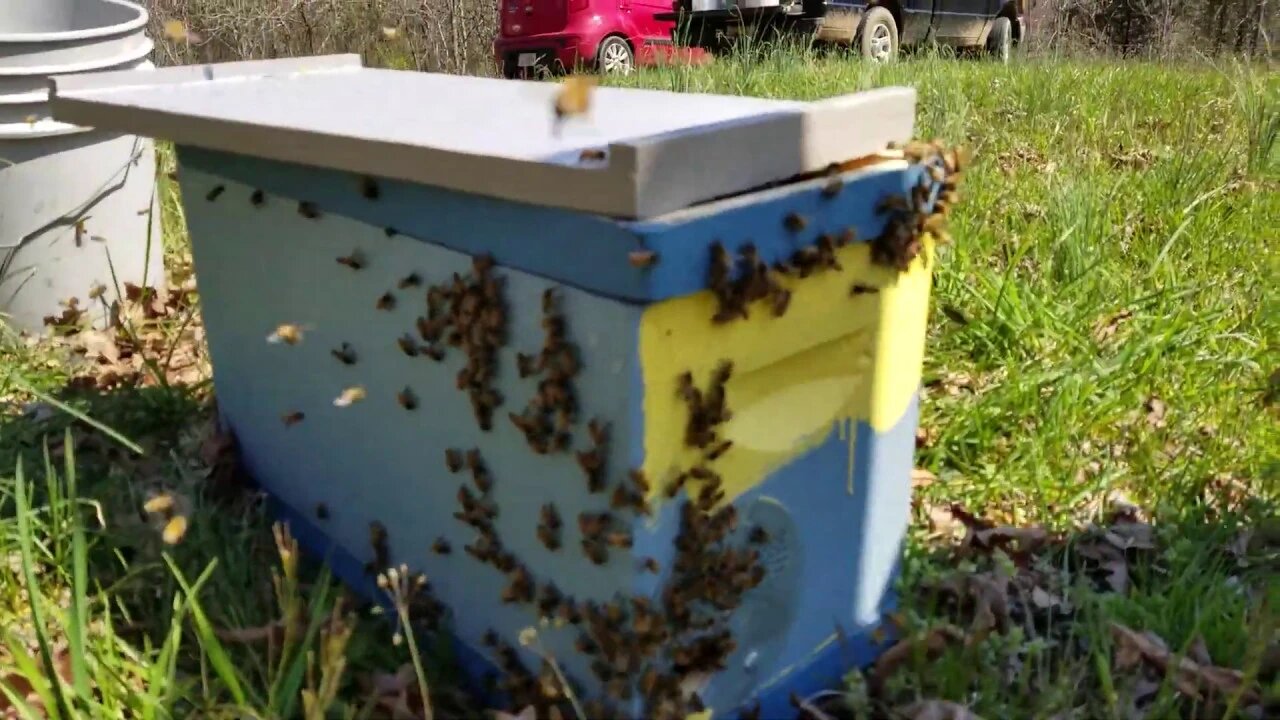 🌟GREG CATCHING A HONEY BEE SWARM🌟