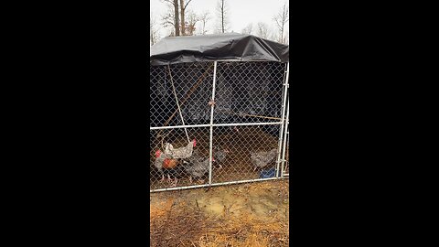 Sand Mountain Leaning Coop Finished