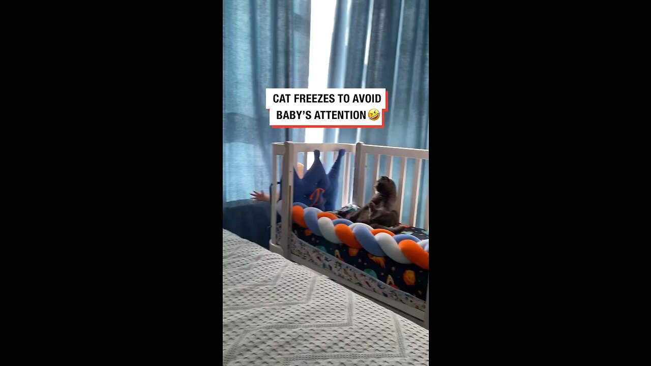 Cat Freezes