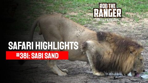 Safari Highlights #381: 10 - 13 December 2015 | Sabi Sand Nature Reserve | Latest Wildlife Sightings