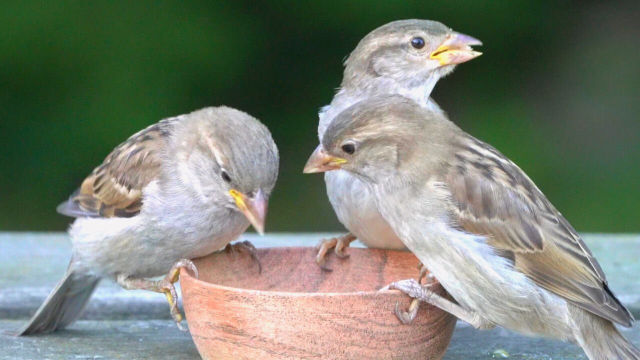 Female House Sparrows Wreck the Feeding Spot