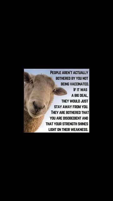 A vaxxed sheep parody