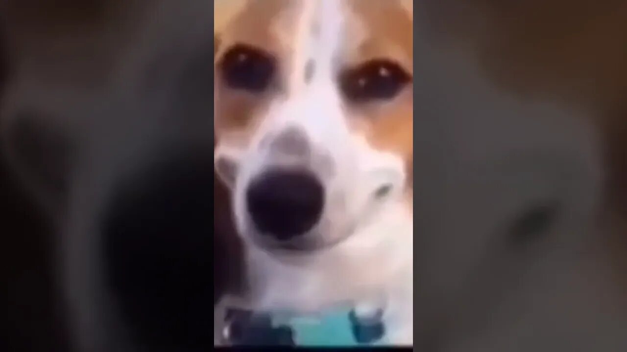 Discord Memes V2
