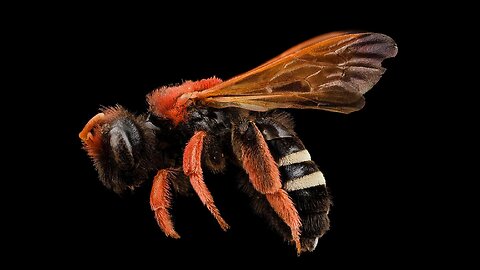 The Effects of Cocaine on Bees