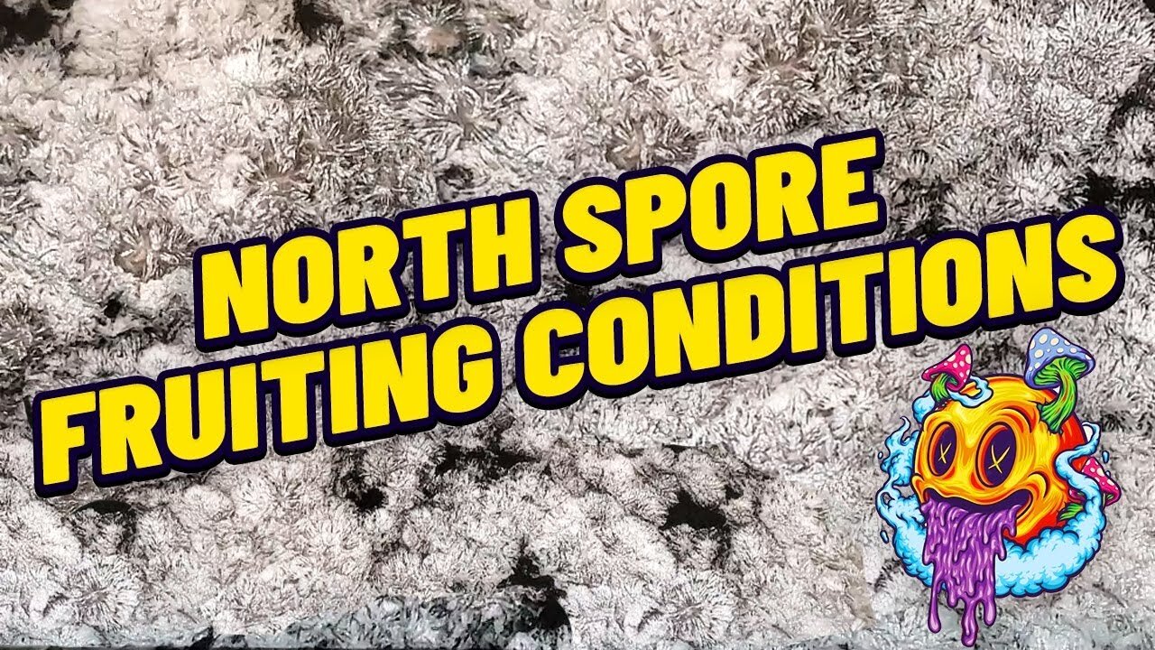 North Spore Boomr Bag Kit Fruiting Conditions | Boomr Kit EP6