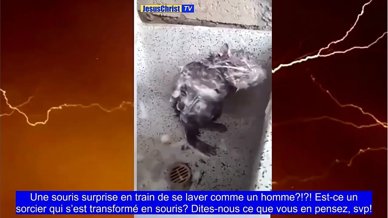 Une souris surprise en train de se laver comme un homme?!?!