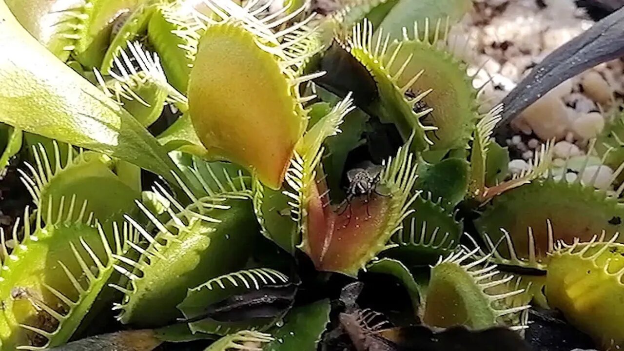 Venus Fly Trap In Action - Catching Fly