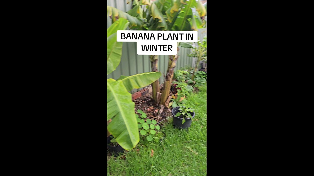 banana plant in winter