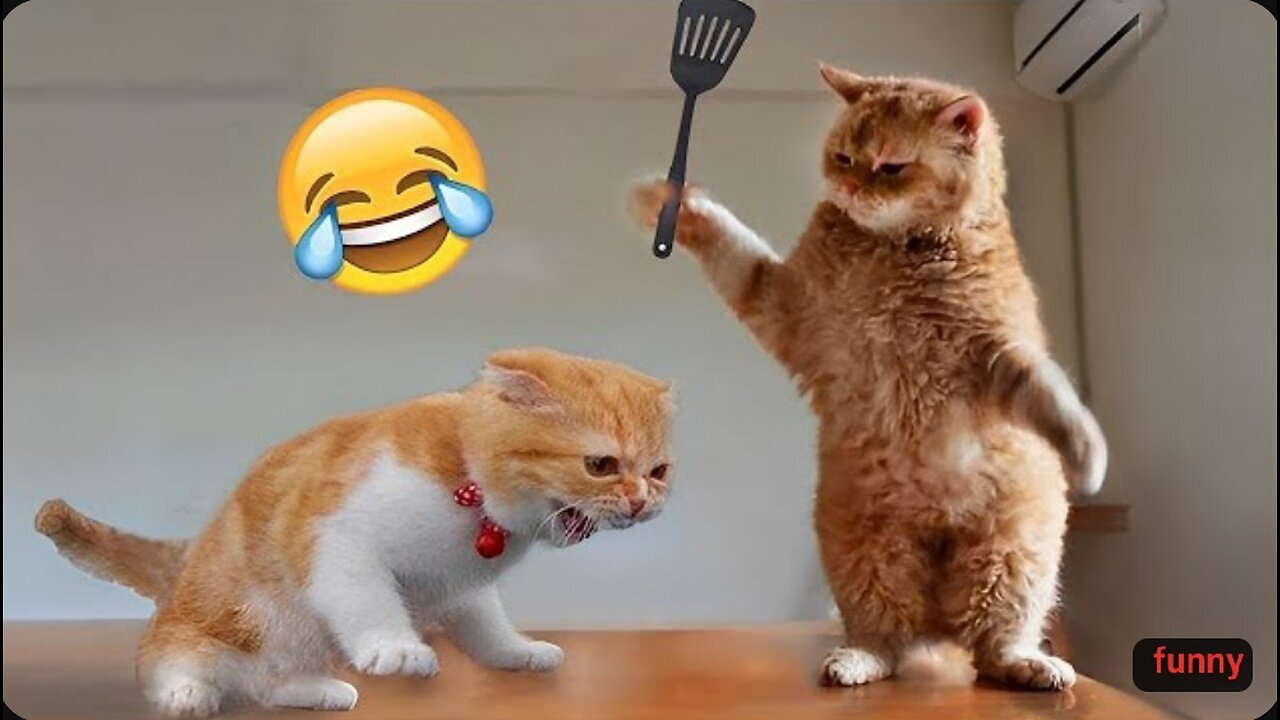 Cat funny moment and fighting 😂😸😸