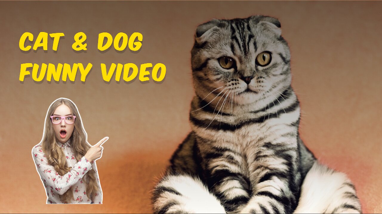 funny video of cat and dogs