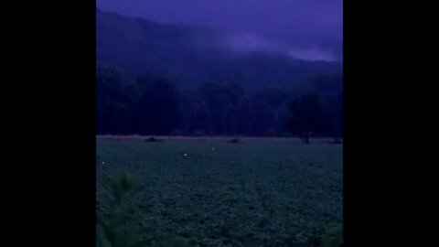 Fireflies Flying
