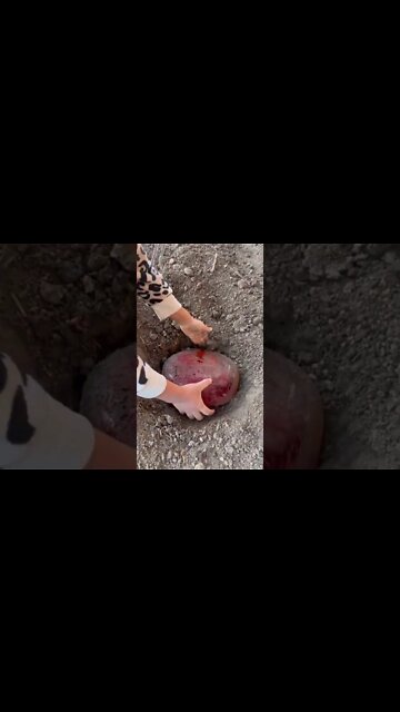 #shorts #2022 funny,prank,funjokes,dad jokes,funny memes,funny video,fun,laughing,funny animal,knock