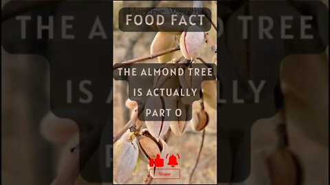 Things You Didn't Know About Almonds || Healthie Wealthie