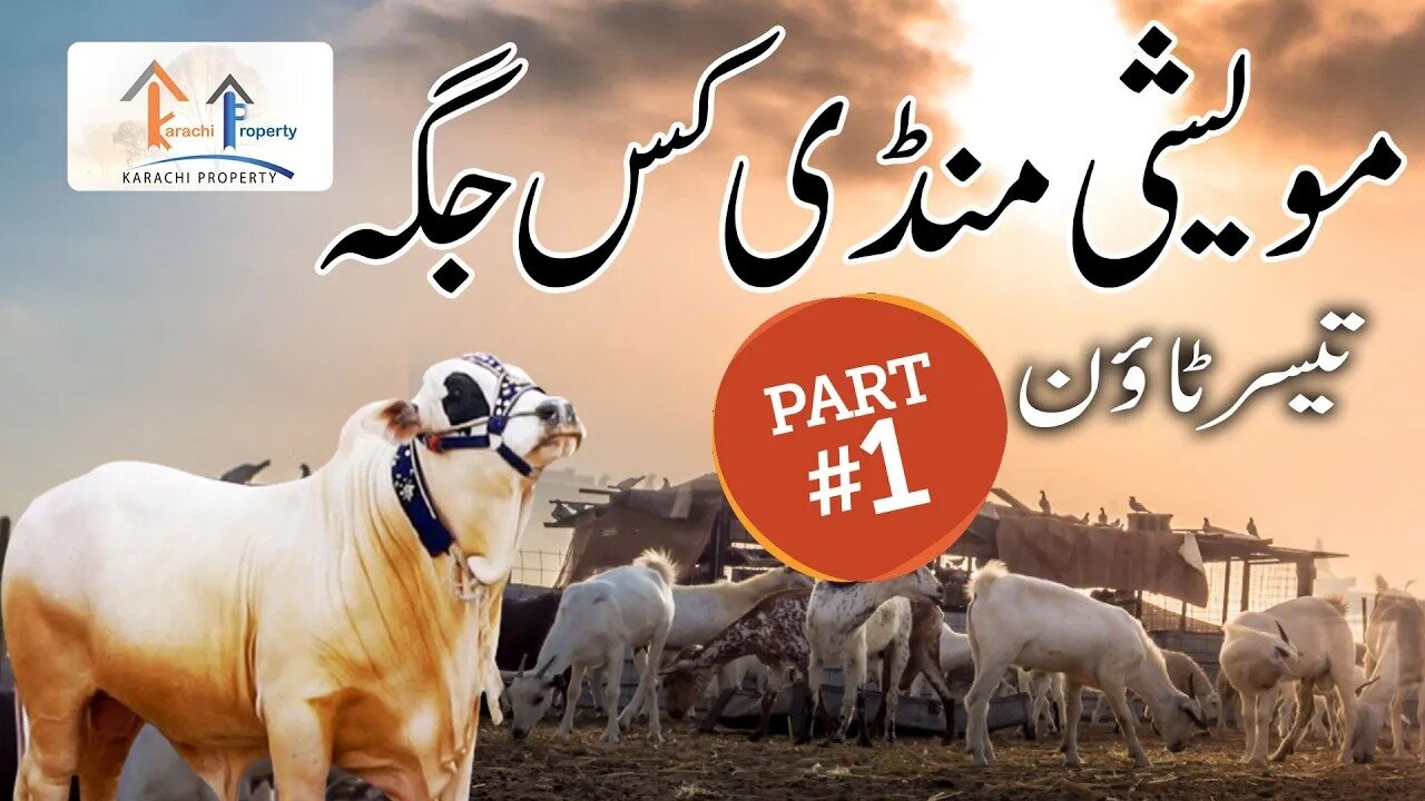 Cow Mandi ki New Location - Cow Mandi Location Karachi on Northern Bypass (Taiser Town)