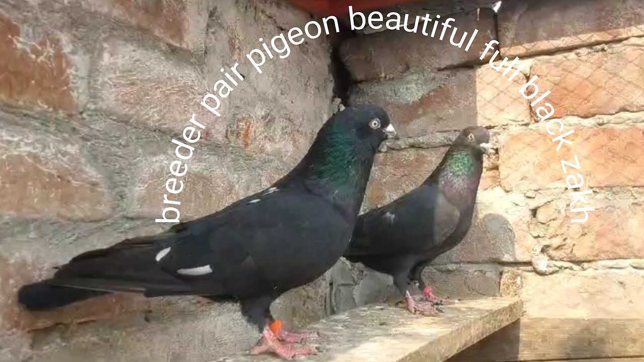 New black zakh breedar pairpigeon beautiful