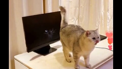 cat vs owner funny video.