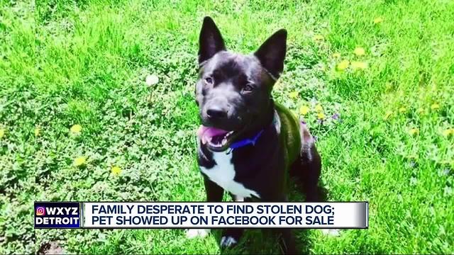 Family desperate to find stolen dog