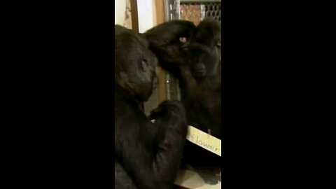 Koko the Gorilla Sign Language.