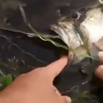 Small Fish Eat Big Fish