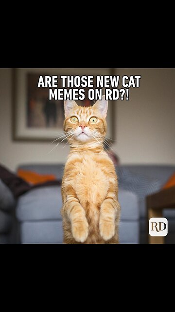 Pets funny funny moment ready and see moment😅🤣😂😂