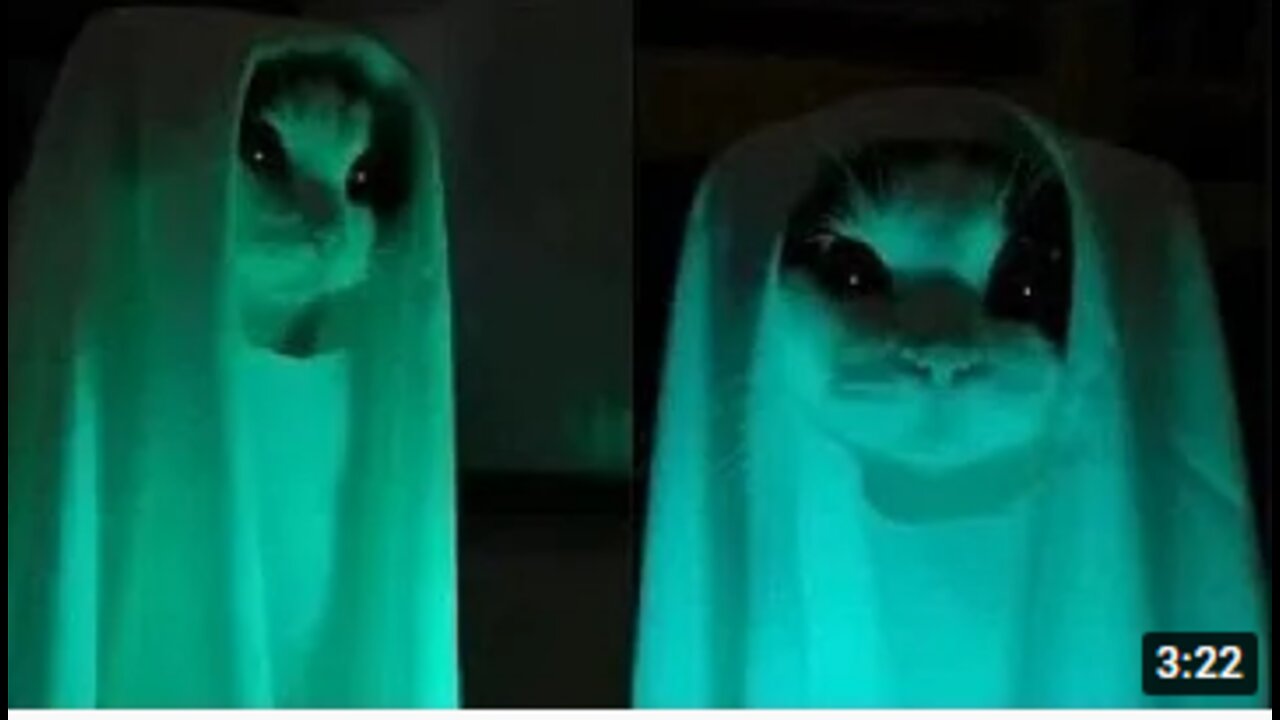 OMG! Ghost Cat 😻 Funny And Cute Cats Compilation - Animals lover Video 2020