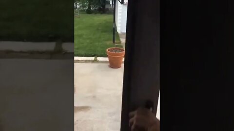 They'll never find me here...😂🤔🐶🔊