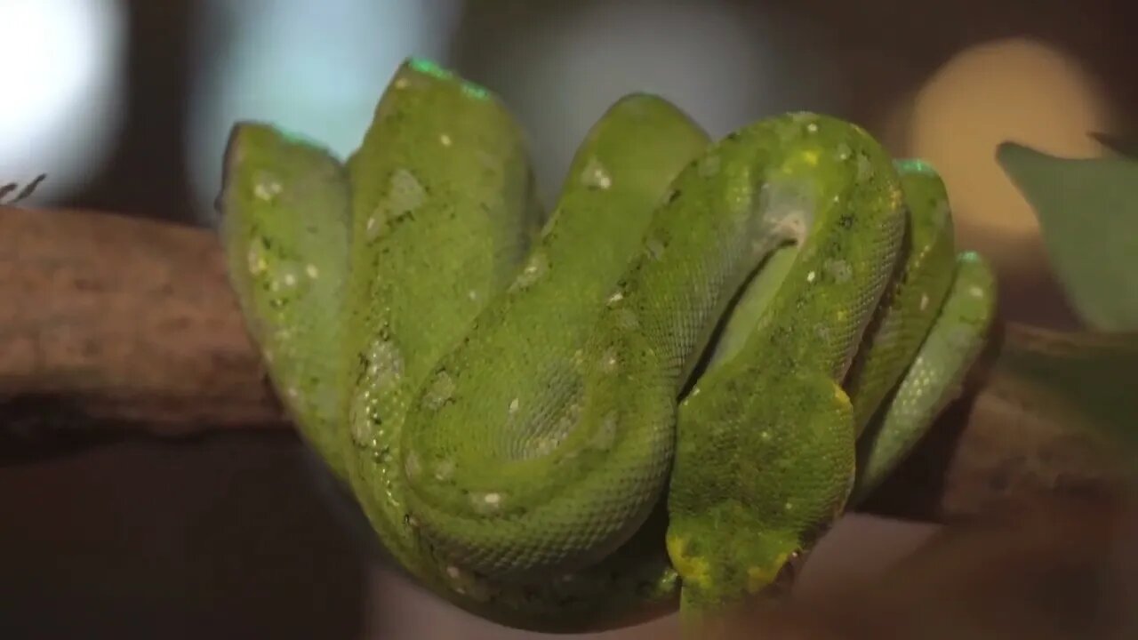 Morelia Viridis