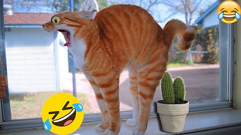 Best Funny Dogs And Cats Videos 😆 - Funniest Animals Videos 2023😂