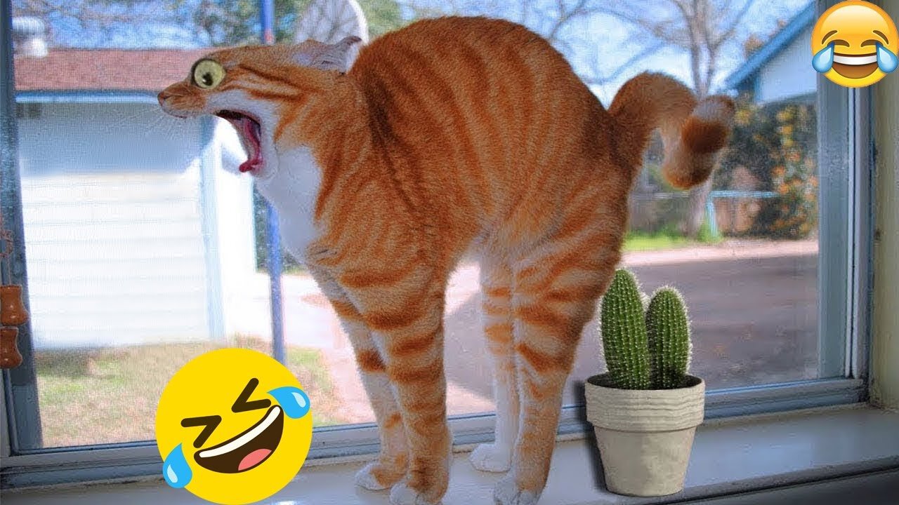 Best Funny Dogs And Cats Videos 😆 - Funniest Animals Videos 2023😂