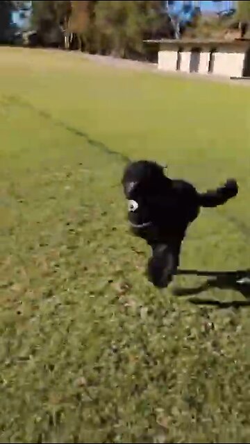 Dog Running In Football Ground - What A Seen - Cute Dog Run