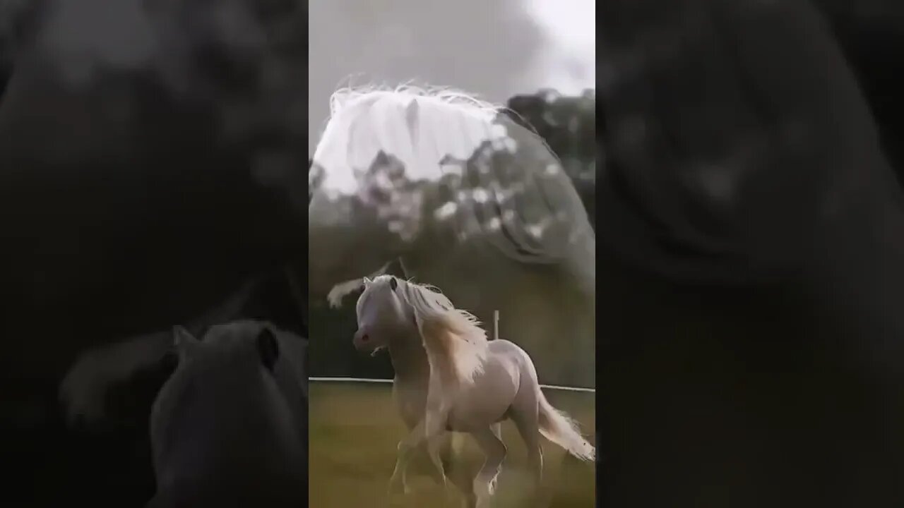 horse