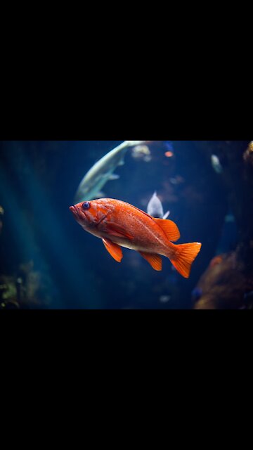 Fish at austin aquatic aquaruim