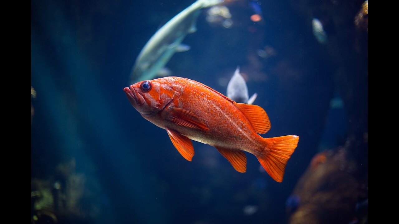 Fish at austin aquatic aquaruim