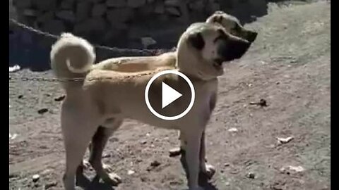 Kangal Shepherd Dogs
